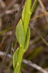 Baldwin's milkwort